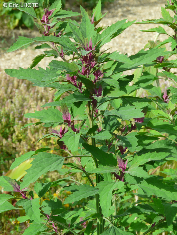  - Chenopodium giganteum - 
