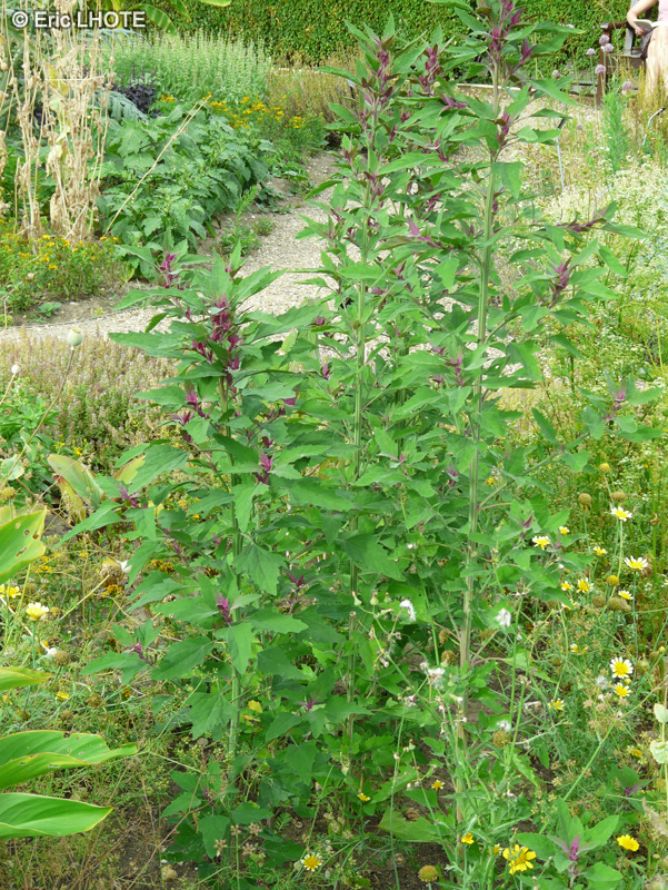  - Chenopodium giganteum - 