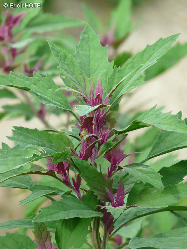 Amaranthaceae - Chenopodium giganteum - Ch&eacute;nopode g&eacute;ant