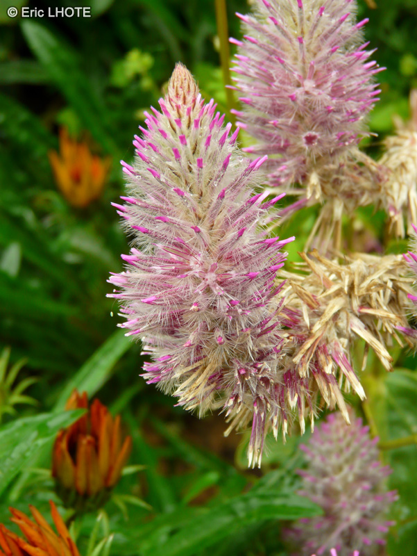  - Ptilotus exaltatus Joey - 