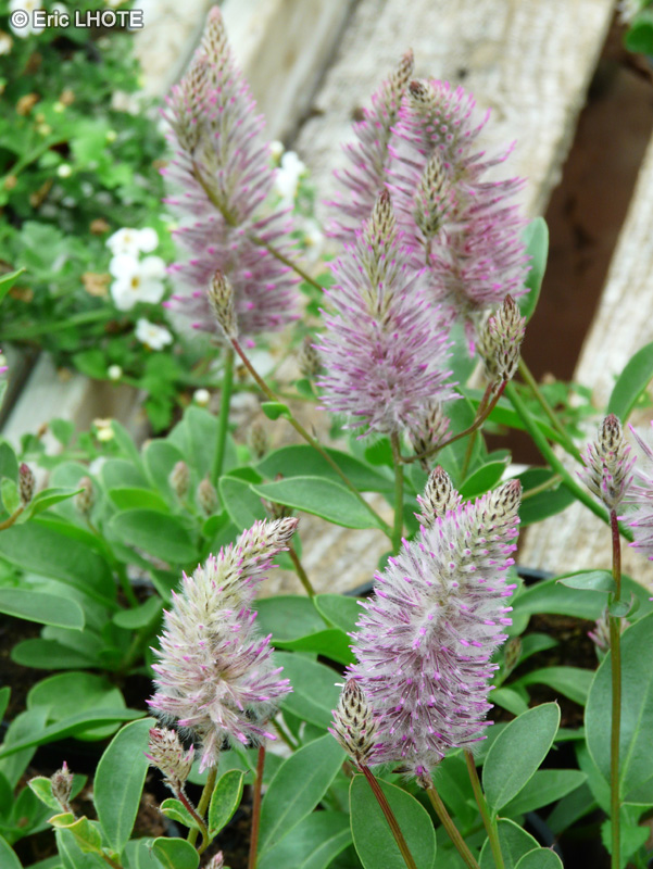 Amaranthaceae - Ptilotus exaltatus Joey - Ptilotus
