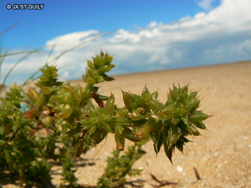 Amaranthaceae - Salsola kali - Soude brûlée, Soude Kali