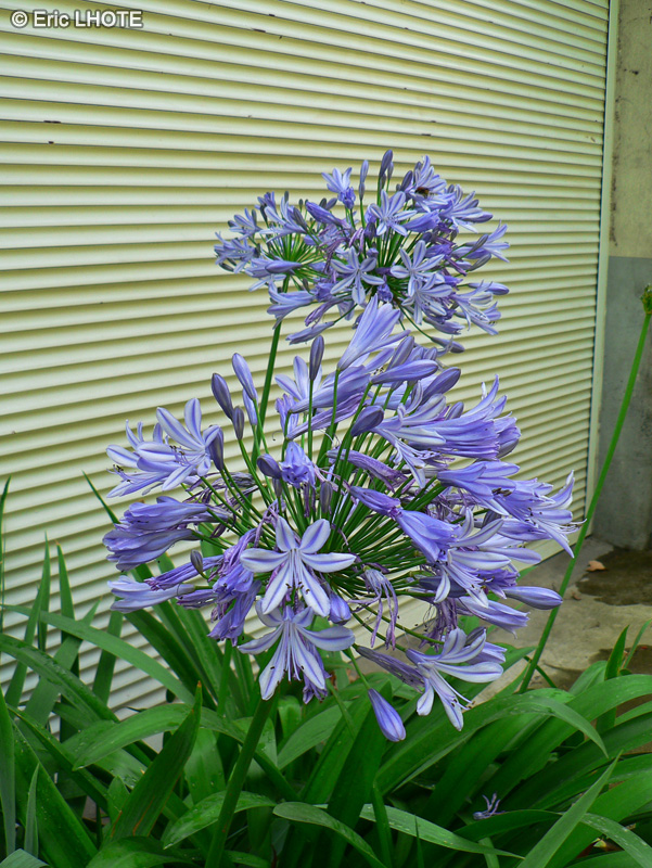  - Agapanthus africanus, Agapanthus umbellatus - 