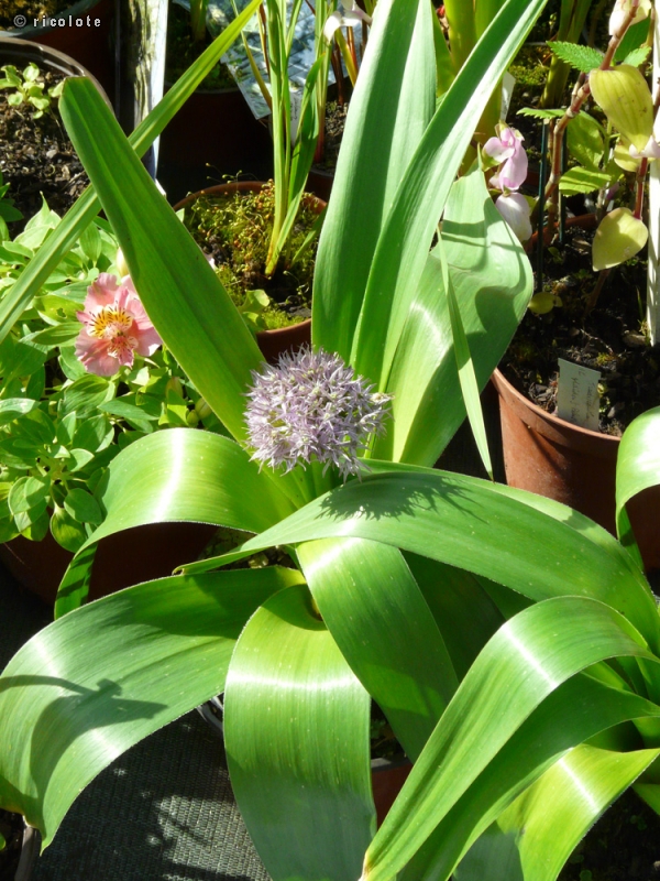 Amaryllidaceae - Allium Beauregard - Ail d’ornement Beauregard