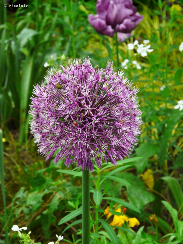 Amaryllidaceae - Allium Globemaster - Ail d’ornement Globemaster