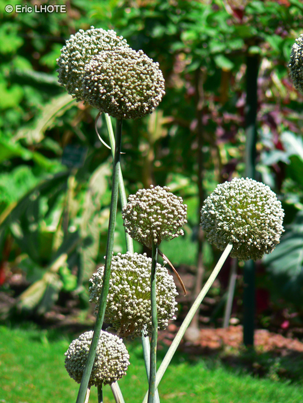 - Allium Ivory Queen - 