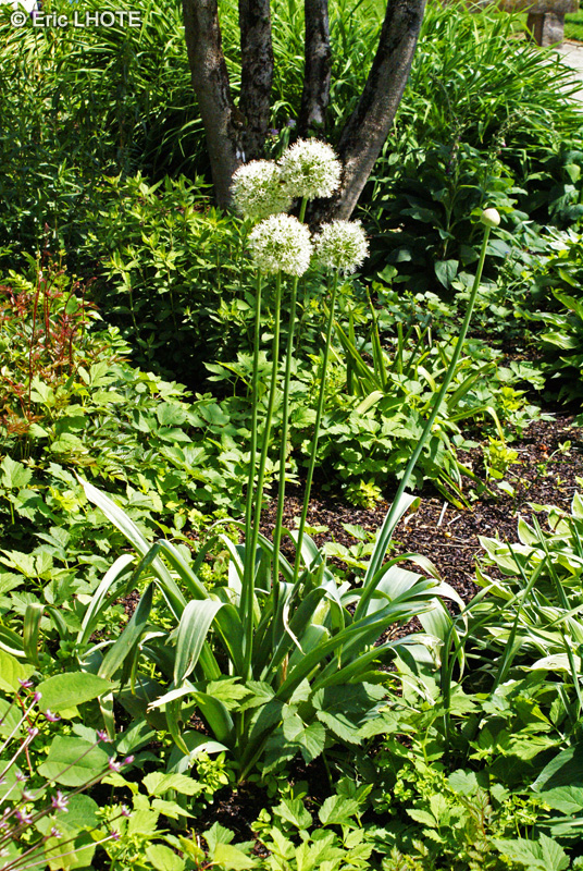 Amaryllidaceae - Allium Ivory Queen - Ail d’ornement