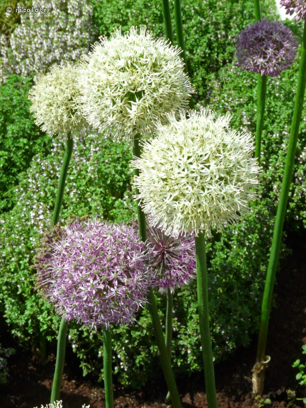 Amaryllidaceae - Allium Mount Everest - Ail d’ornement Mount Everest