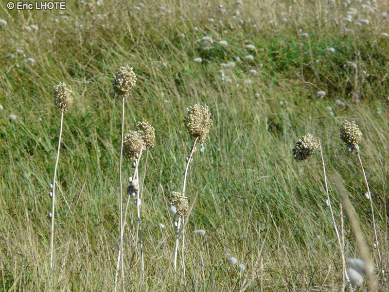  - Allium ampeloprasum - 