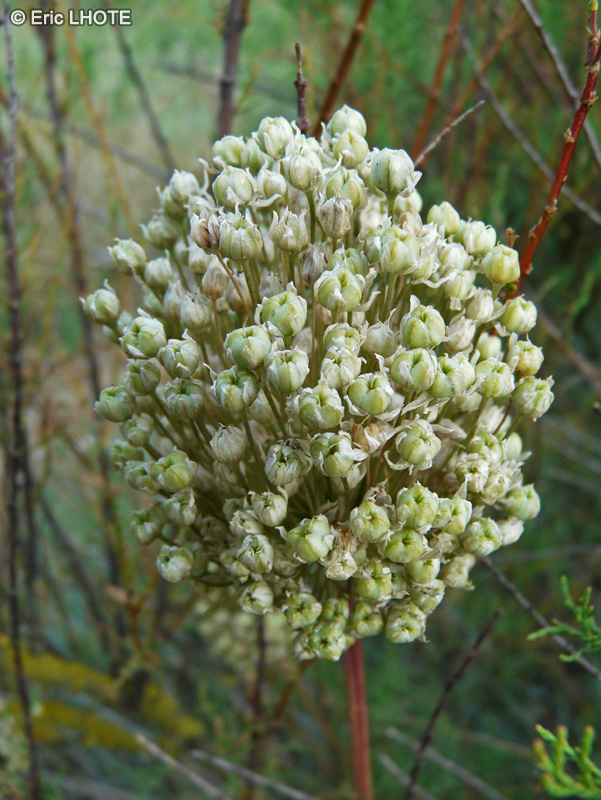  - Allium ampeloprasum - 