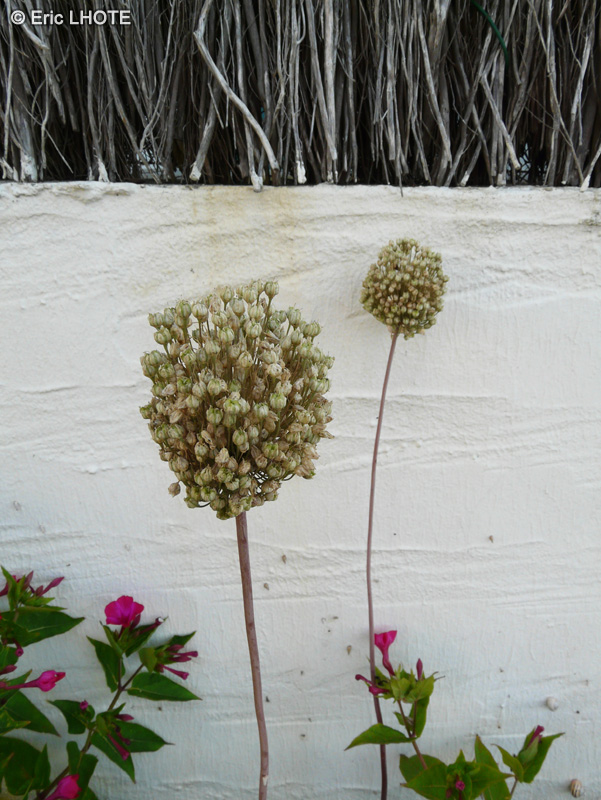  - Allium ampeloprasum - 