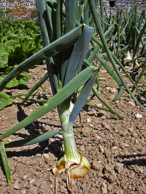 Amaryllidaceae - Allium cepa - Oignon