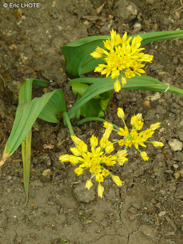 Amaryllidaceae - Allium moly - Ail dor&eacute;, Ail d&rsquo;Espagne