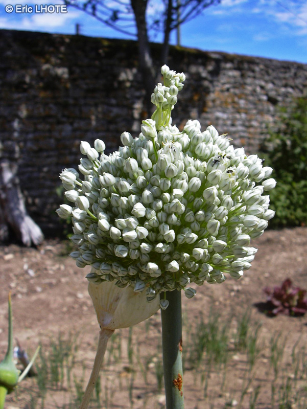  - Allium polyanthum - 