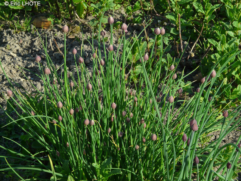  - Allium schoenoprasum - 