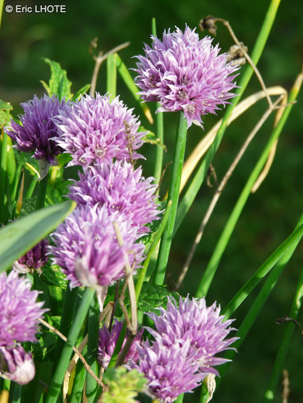  - Allium schoenoprasum - 