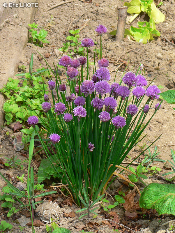 Amaryllidaceae - Allium schoenoprasum - Ciboulette