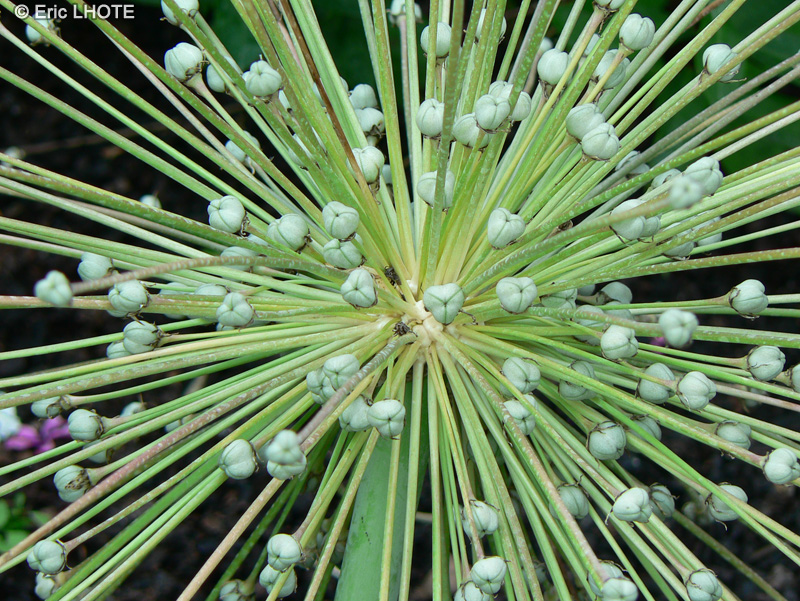  - Allium schubertii - 