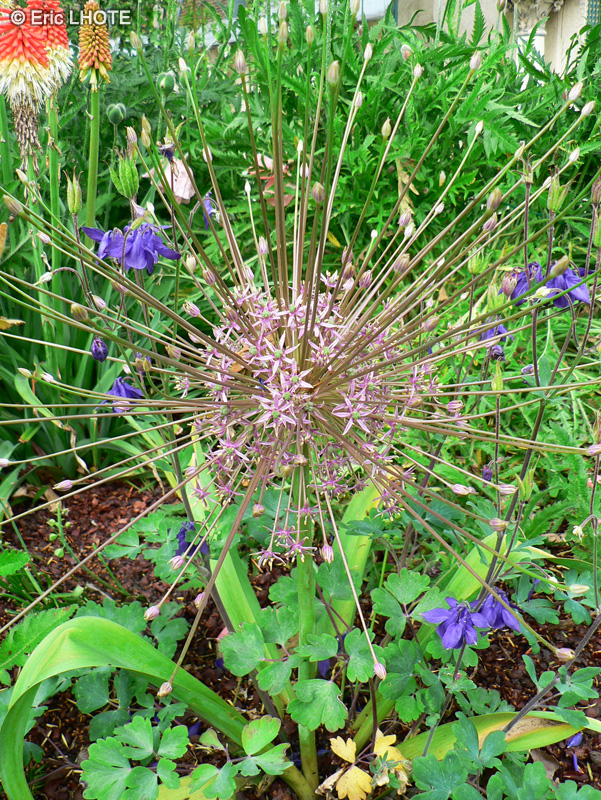  - Allium schubertii - 