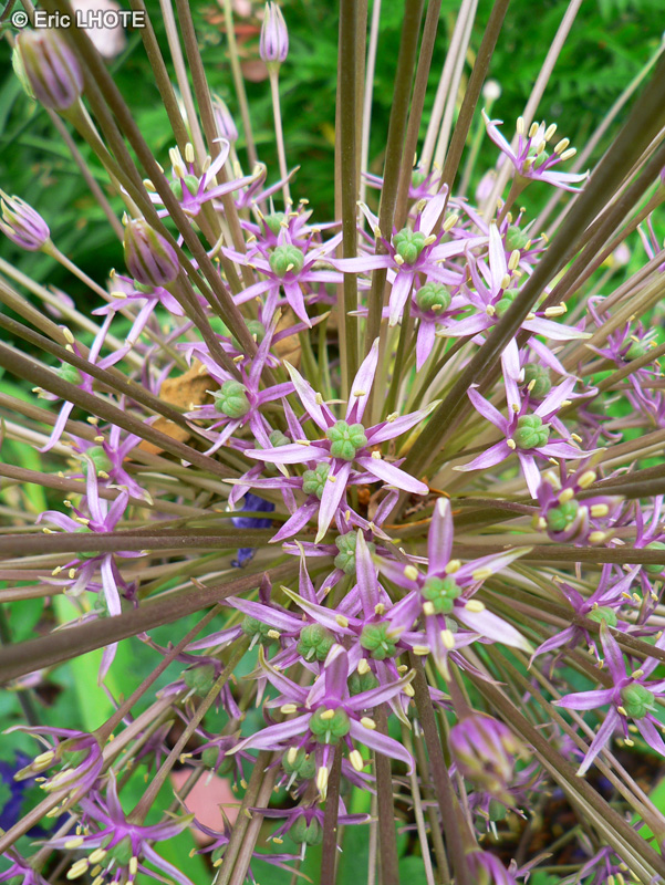  - Allium schubertii - 