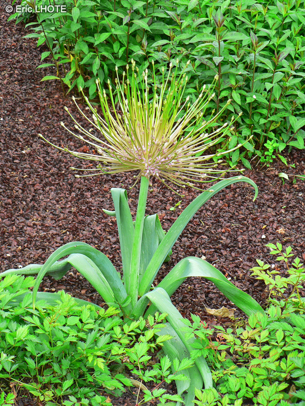  - Allium schubertii - 