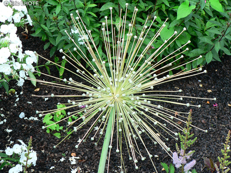  - Allium schubertii - 