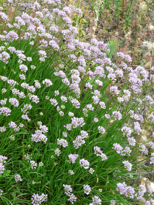  - Allium senescens ssp. montanum var. Glaucum - 