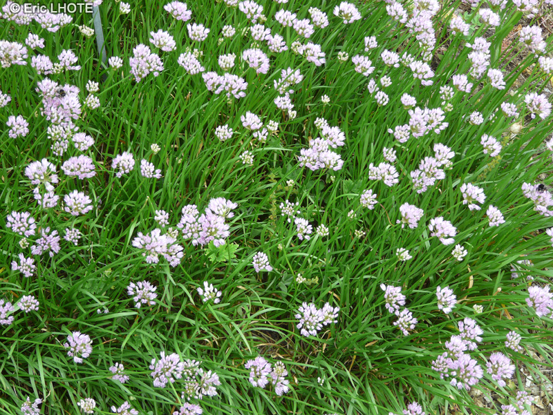 Amaryllidaceae - Allium senescens ssp. montanum var. Glaucum - Ail décoratif