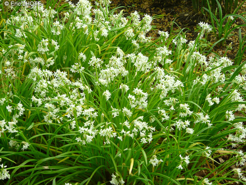  - Allium triquetrum - 