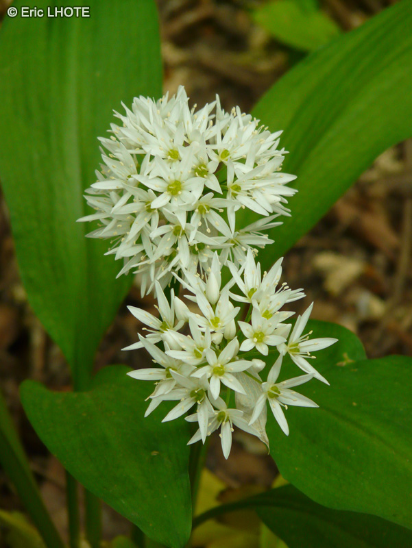  - Allium ursinum - 