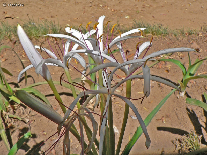  - Crinum asiaticum - 