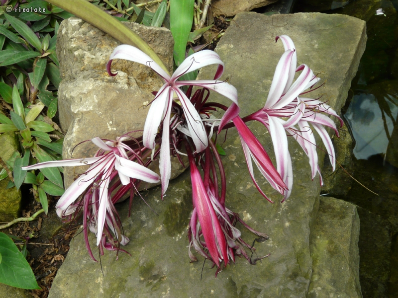  - Crinum mabile - 