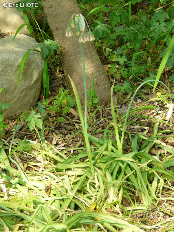  - Eucrosia bicolor - 