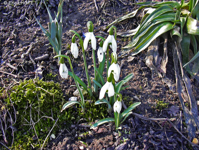  - Galanthus nivalis - 