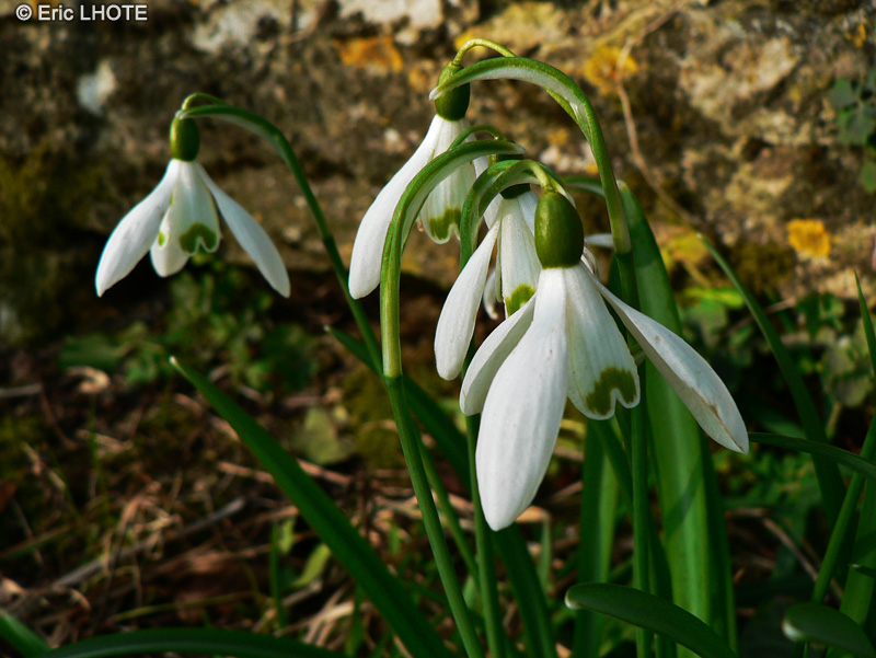  - Galanthus nivalis - 