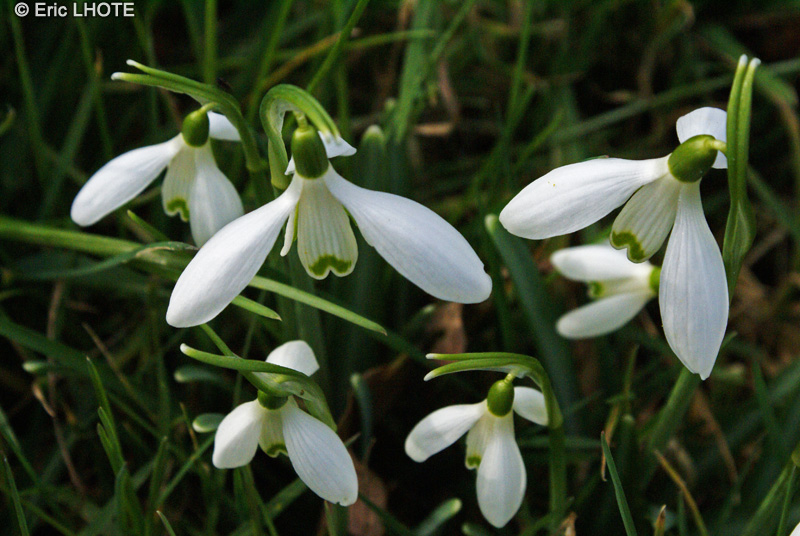  - Galanthus nivalis - 