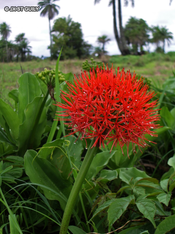 Amaryllidaceae - Haemanthus multiflorus - Ail rouge, Boule de feu