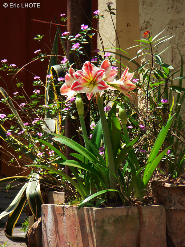  - Hippeastrum vittatum - 