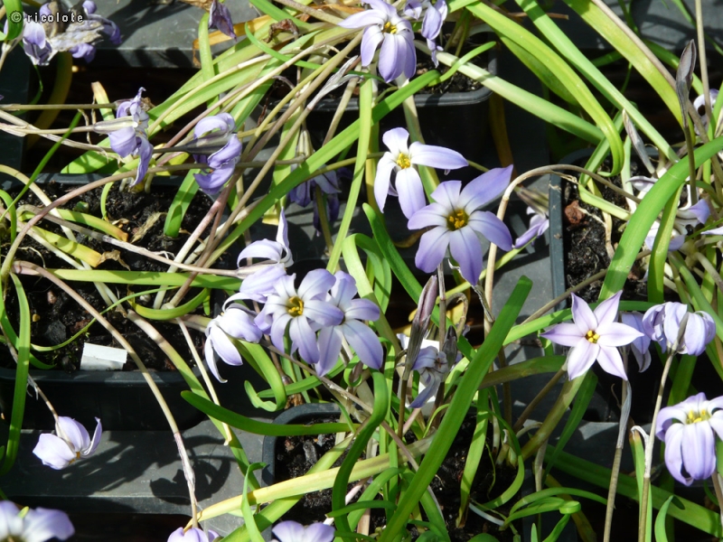Amaryllidaceae - Ipheion uniflorum, Brodiaea uniflora, Tristagma uniflorum - Iphéion