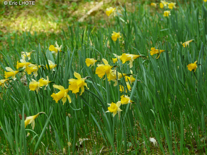 Amaryllidaceae - Narcissus pseudonarcissus - Narcisse jaune, Jonquille