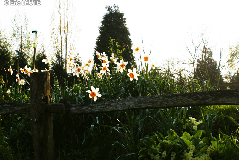 Amaryllidaceae - Narcissus x canaliculatus - Narcisse tazetta