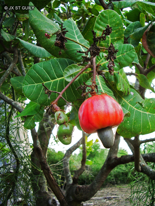 Anacardiaceae - Anacardium occidantale - Anacardier, Cashew