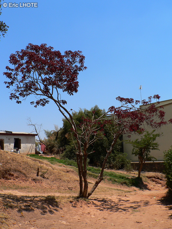  - Cotinus coggygria - 
