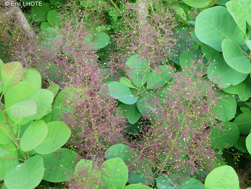  - Cotinus coggygria - 