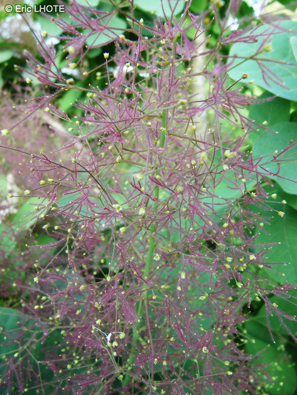  - Cotinus coggygria - 