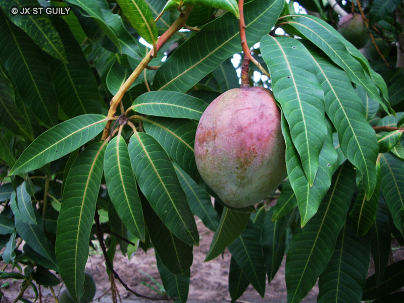  - Mangifera indica - 