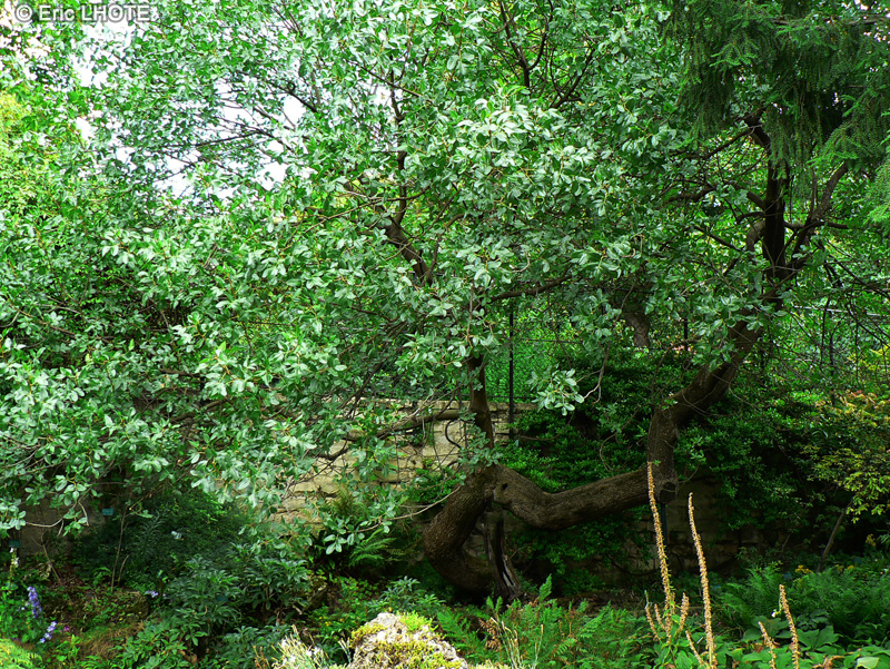 Anacardiaceae - Pistacia vera - Pistachier