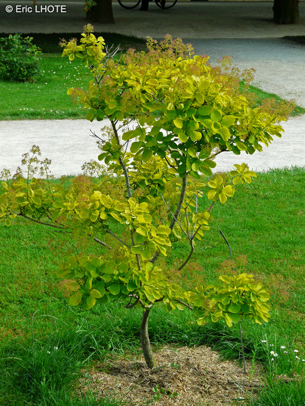 Anacardiaceae - Rhus aromatica - Sumac aromatique, Simmecks