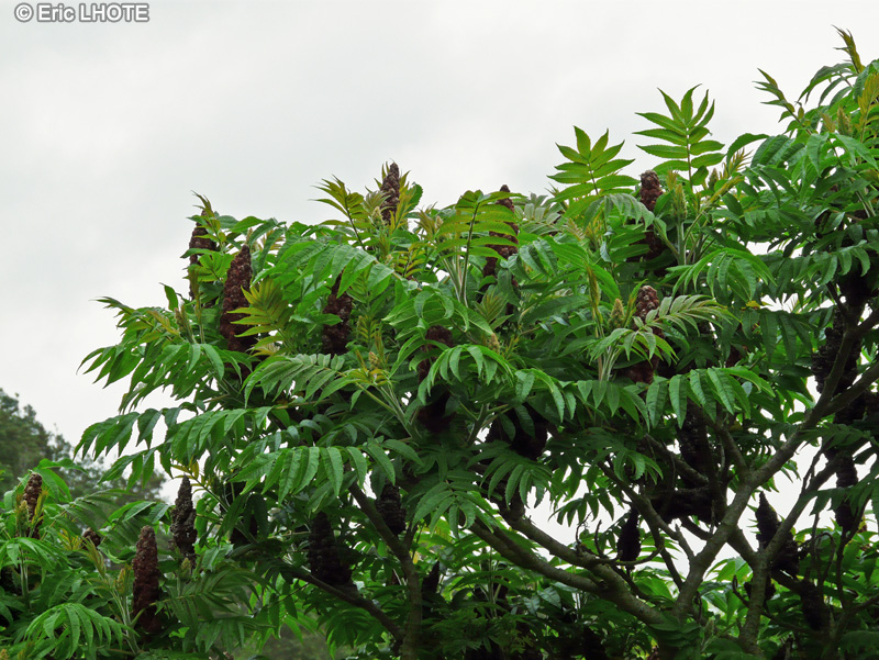  - Rhus typhina - 