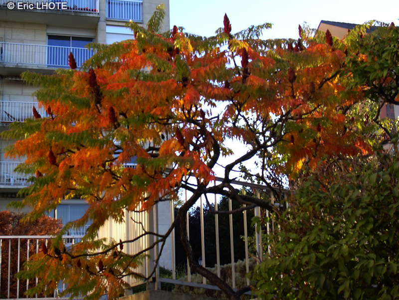  - Rhus typhina Tiger's eye - 
